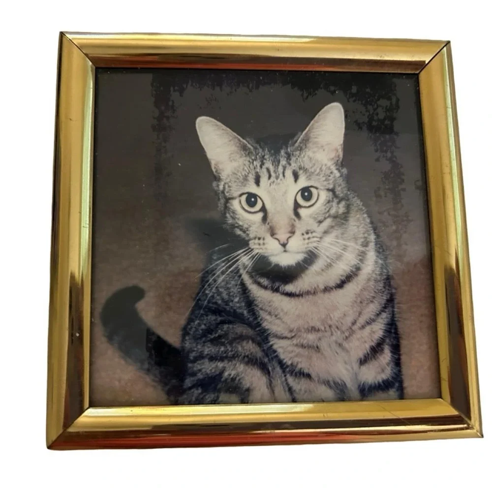 Vintage 1970's Framed Cat Picture